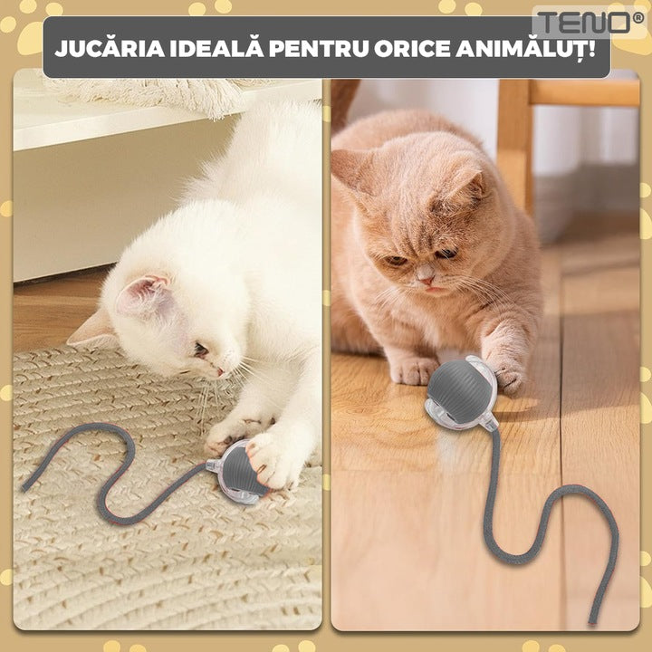 Jucarie Interactiva Smart pentru Pisici Teno®, de interior, cu lumini LED, stimuleaza animalele, acumulator USB-C, functie inteligenta, gri